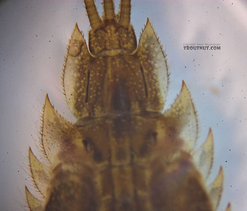 Eurylophella temporalis (Chocolate Dun) Mayfly Nymph from the Marengo River in Wisconsin