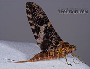 Baetisca laurentina (Armored Mayfly) Mayfly Dun