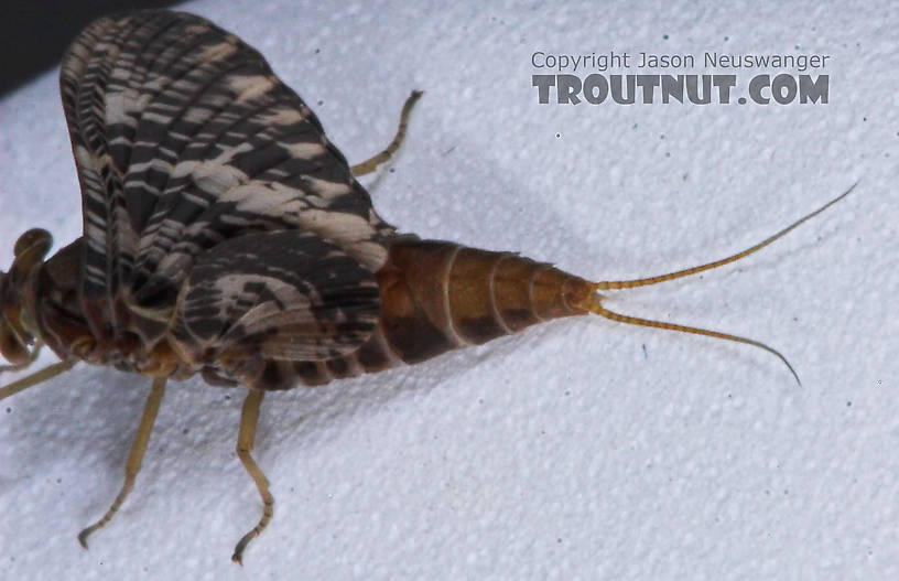 Female Baetisca laurentina (Armored Mayfly) Mayfly Dun from the Marengo River in Wisconsin