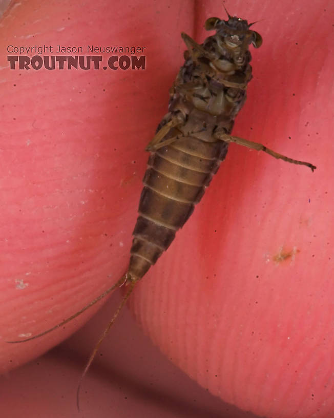 Female Baetisca laurentina (Armored Mayfly) Mayfly Dun from the Marengo River in Wisconsin