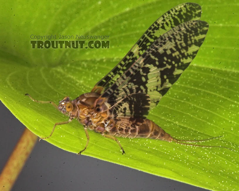 Female Baetisca laurentina (Armored Mayfly) Mayfly Dun from the Marengo River in Wisconsin