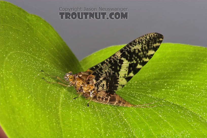 Female Baetisca laurentina (Armored Mayfly) Mayfly Dun from the Marengo River in Wisconsin