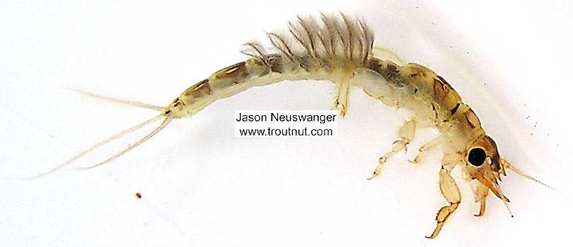 Ephemera simulans (Brown Drake) Mayfly Nymph from the Namekagon River in Wisconsin