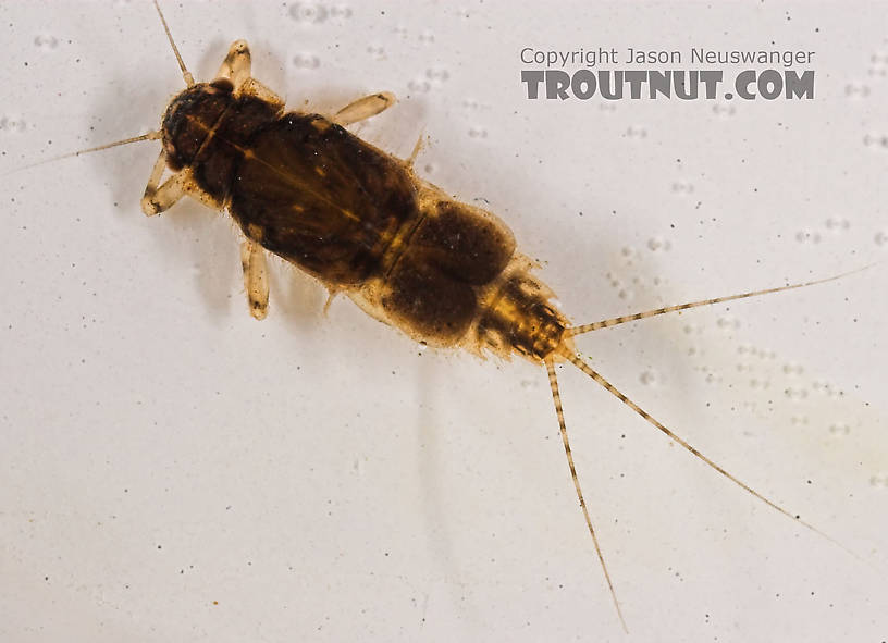 Caenis (Angler's Curses) Mayfly Nymph from the Marengo River in Wisconsin