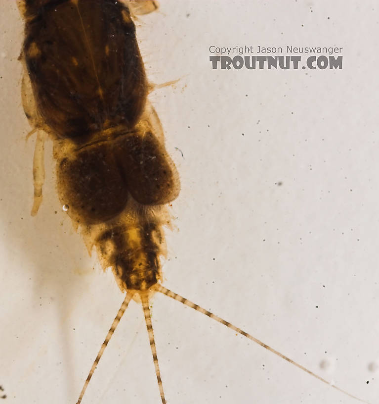 Caenis (Angler's Curses) Mayfly Nymph from the Marengo River in Wisconsin