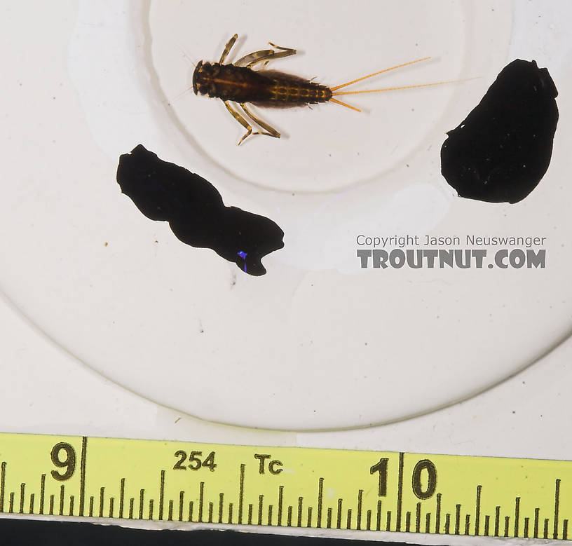 Stenacron interpunctatum (Light Cahill) Mayfly Nymph from the Marengo River in Wisconsin