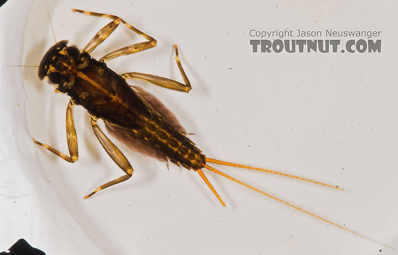 Stenacron interpunctatum (Light Cahill) Mayfly Nymph from the Marengo River in Wisconsin