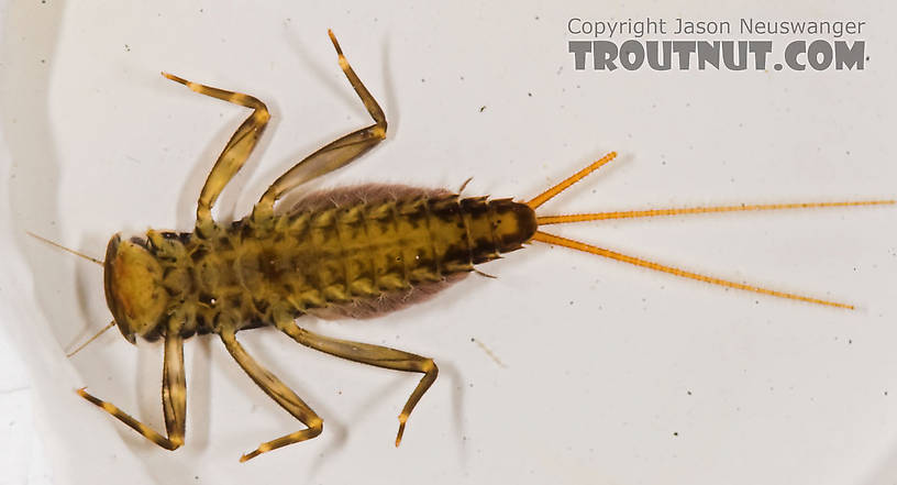 Stenacron interpunctatum (Light Cahill) Mayfly Nymph from the Marengo River in Wisconsin