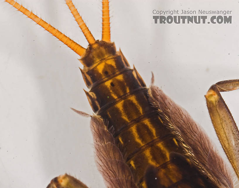 Stenacron interpunctatum (Light Cahill) Mayfly Nymph from the Marengo River in Wisconsin