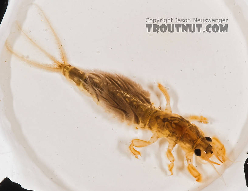 Hexagenia limbata (Hex) Mayfly Nymph from the Marengo River in Wisconsin