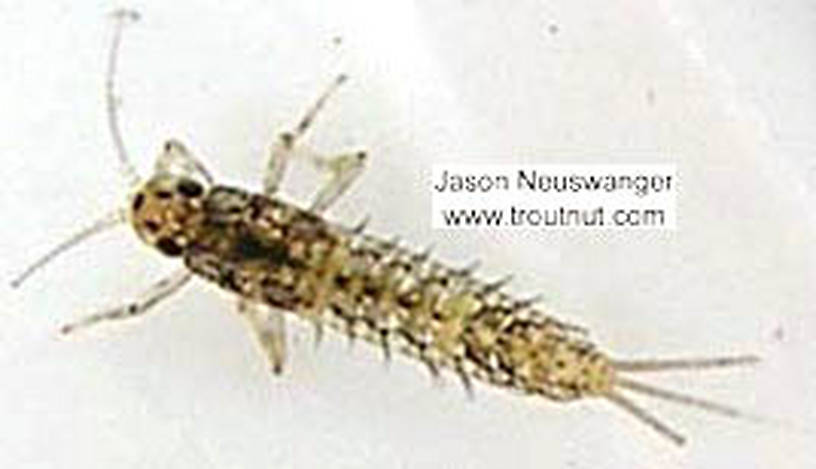 Baetidae (Blue-Winged Olives) Mayfly Nymph from unknown in Wisconsin