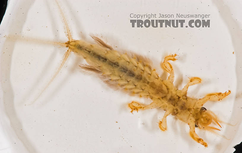 Hexagenia limbata (Hex) Mayfly Nymph from the Marengo River in Wisconsin