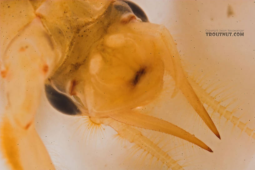 Hexagenia limbata (Hex) Mayfly Nymph from the Marengo River in Wisconsin