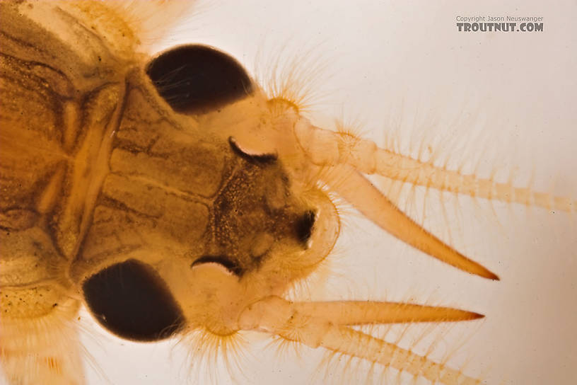 Hexagenia limbata (Hex) Mayfly Nymph from the Marengo River in Wisconsin