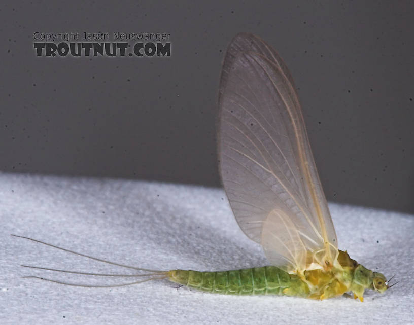 Female Attenella attenuata (Small Eastern Blue-Winged Olive) Mayfly Dun from the Namekagon River in Wisconsin