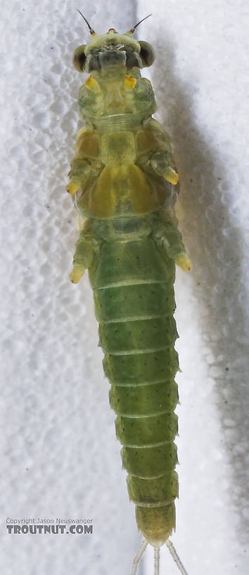 Female Attenella attenuata (Small Eastern Blue-Winged Olive) Mayfly Dun from the Namekagon River in Wisconsin