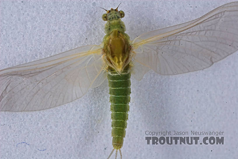 Female Attenella attenuata (Small Eastern Blue-Winged Olive) Mayfly Dun from the Namekagon River in Wisconsin