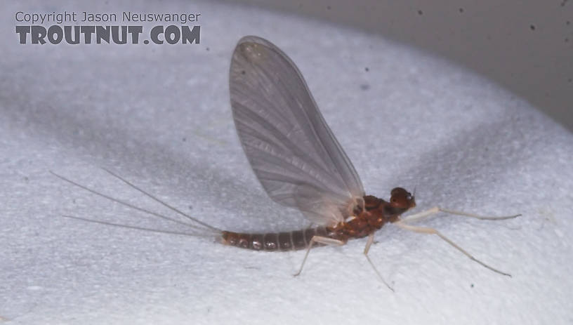 Male Neoleptophlebia mollis (Jenny Spinner) Mayfly Dun from the Namekagon River in Wisconsin