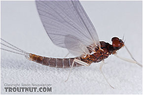 Male Neoleptophlebia mollis (Jenny Spinner) Mayfly Dun