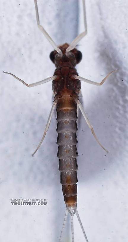 Male Neoleptophlebia mollis (Jenny Spinner) Mayfly Dun from the Namekagon River in Wisconsin