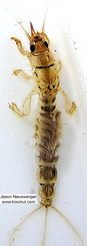 Ephemera simulans (Brown Drake) Mayfly Nymph from the Namekagon River in Wisconsin