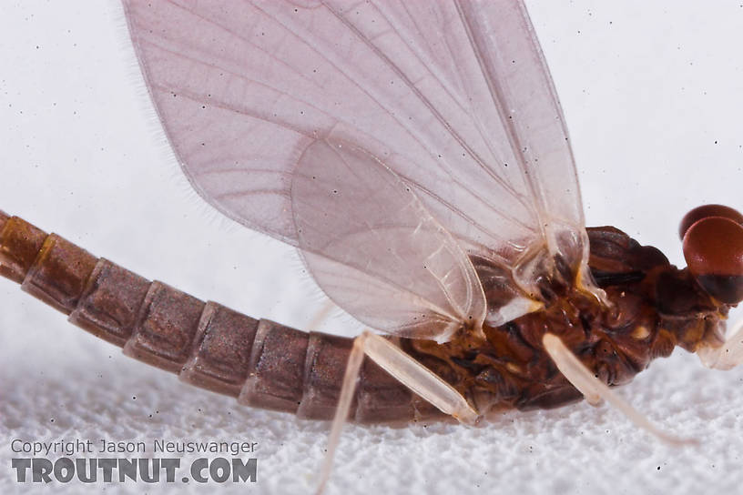 Male Neoleptophlebia mollis (Jenny Spinner) Mayfly Dun from the Namekagon River in Wisconsin