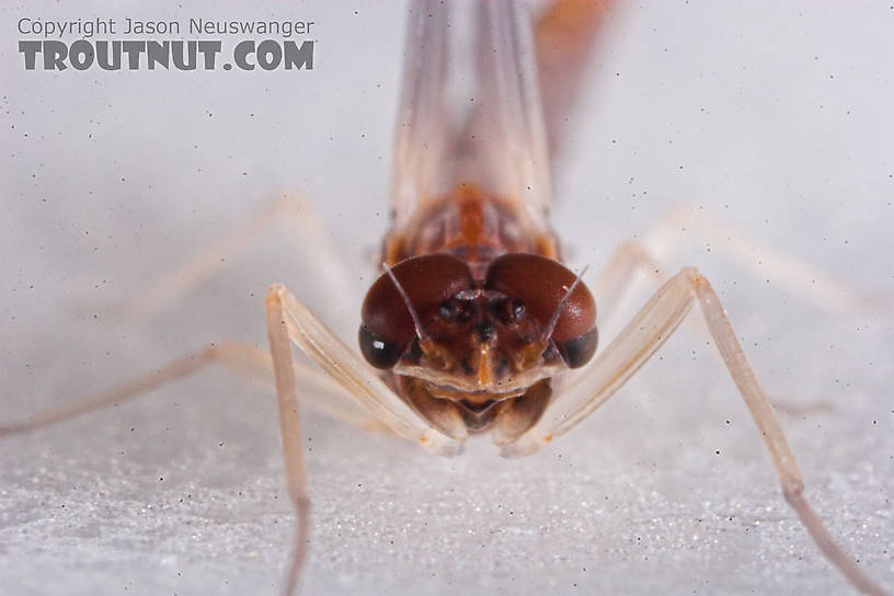 Male Neoleptophlebia mollis (Jenny Spinner) Mayfly Dun from the Namekagon River in Wisconsin