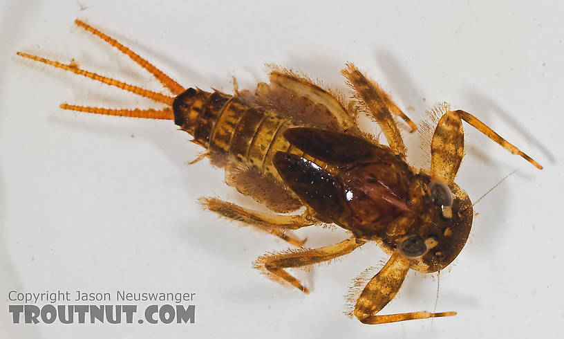 Maccaffertium mediopunctatum (Cream Cahill) Mayfly Nymph from the Namekagon River in Wisconsin