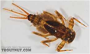 Maccaffertium mediopunctatum (Cream Cahill) Mayfly Nymph