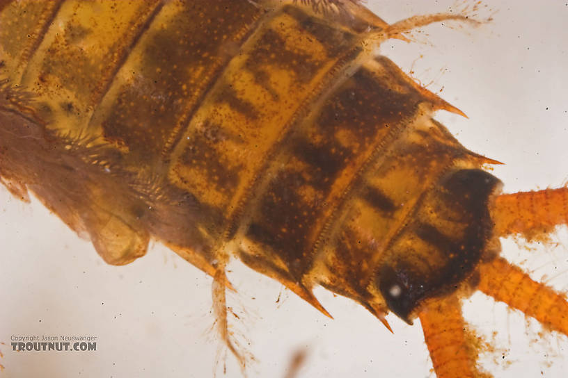 Maccaffertium mediopunctatum (Cream Cahill) Mayfly Nymph from the Namekagon River in Wisconsin