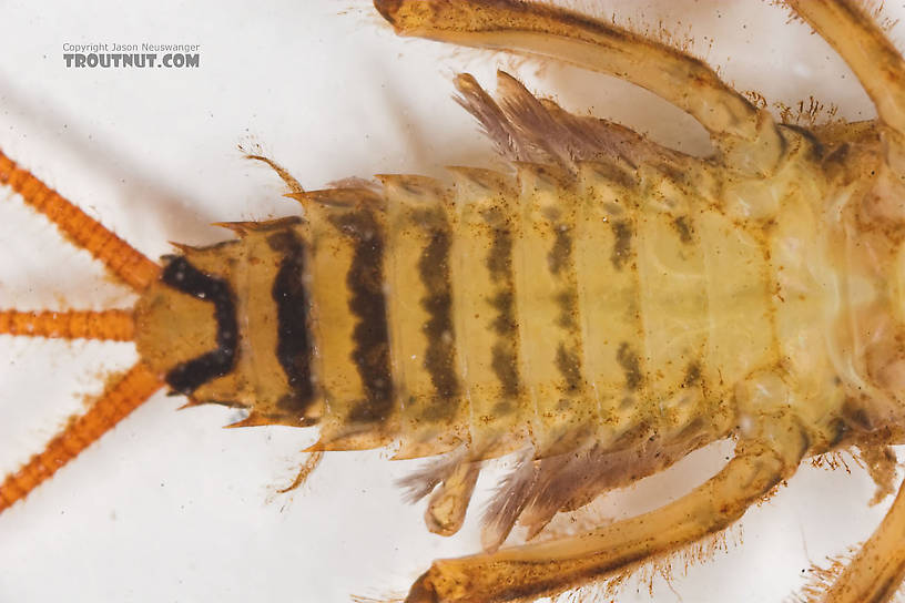 Maccaffertium mediopunctatum (Cream Cahill) Mayfly Nymph from the Namekagon River in Wisconsin