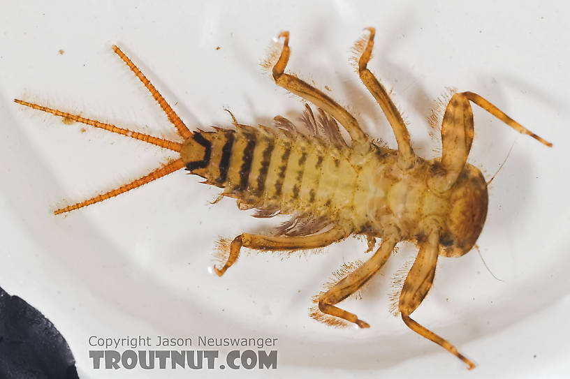 Maccaffertium mediopunctatum (Cream Cahill) Mayfly Nymph from the Namekagon River in Wisconsin