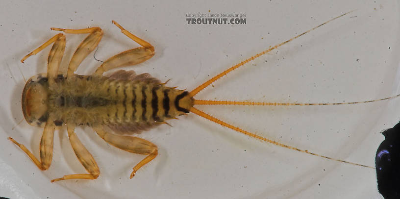 Maccaffertium mediopunctatum (Cream Cahill) Mayfly Nymph from the Namekagon River in Wisconsin