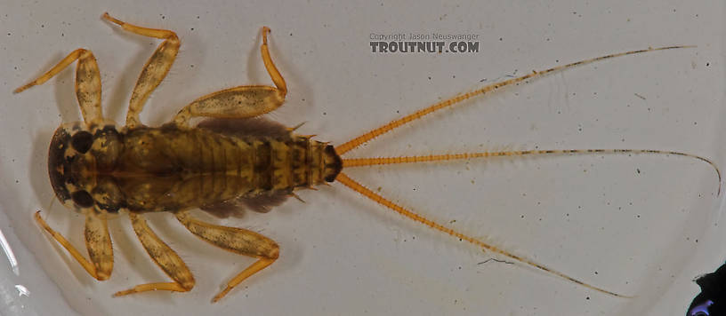 Maccaffertium mediopunctatum (Cream Cahill) Mayfly Nymph from the Namekagon River in Wisconsin