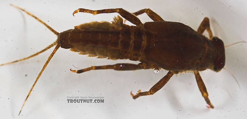 There are fairly prominent tubercles on abdominal segments 2-8, and none on segments 1, 9, and 10, not even at high magnification.  Ephemerella needhami (Little Dark Hendrickson) Mayfly Nymph from the Namekagon River in Wisconsin