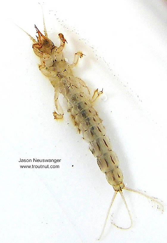 Ephemera simulans (Brown Drake) Mayfly Nymph from the Namekagon River in Wisconsin