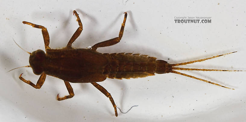 There are postero-lateral projections on adominal segments 4-9.  Ephemerella needhami (Little Dark Hendrickson) Mayfly Nymph from the Namekagon River in Wisconsin