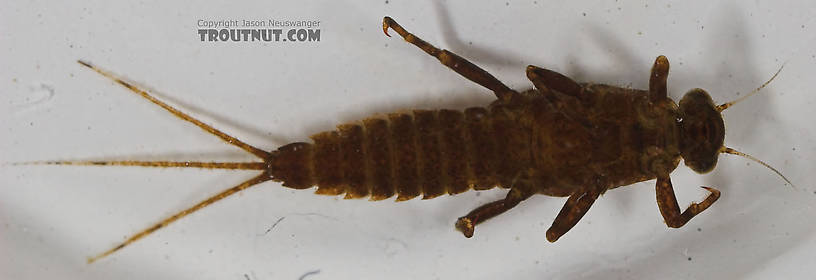 Ephemerella needhami (Little Dark Hendrickson) Mayfly Nymph from the Namekagon River in Wisconsin