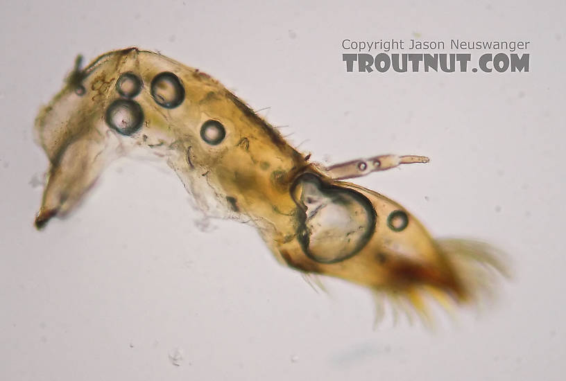 The maxillary palp is 3-segmented and, in this photo, rather blurry.  Ephemerella needhami (Little Dark Hendrickson) Mayfly Nymph from the Namekagon River in Wisconsin