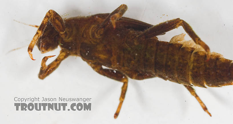 Ephemerella (Hendricksons, Sulphurs, PMDs) Mayfly Nymph from the Namekagon River in Wisconsin