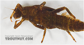 Ephemerella (Hendricksons, Sulphurs, PMDs) Mayfly Nymph