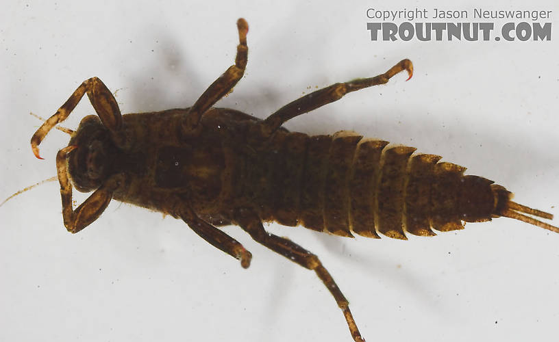 Ephemerella (Hendricksons, Sulphurs, PMDs) Mayfly Nymph from the Namekagon River in Wisconsin