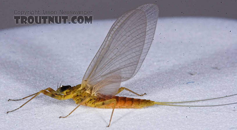 Female Epeorus vitreus (Sulphur) Mayfly Dun from the Namekagon River in Wisconsin