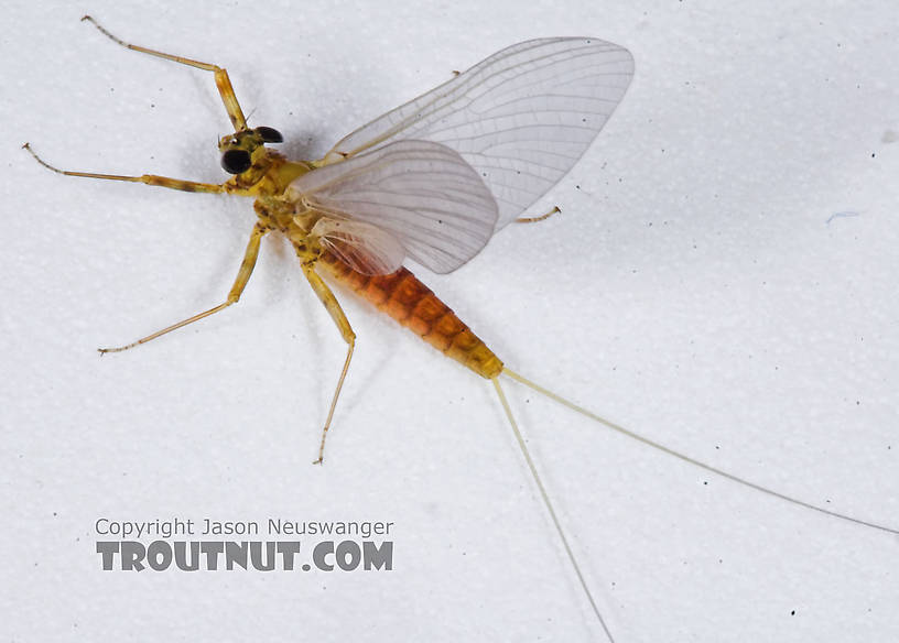 Female Epeorus vitreus (Sulphur) Mayfly Dun from the Namekagon River in Wisconsin