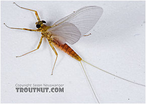 Epeorus vitreus (Sulphur) Mayfly Dun