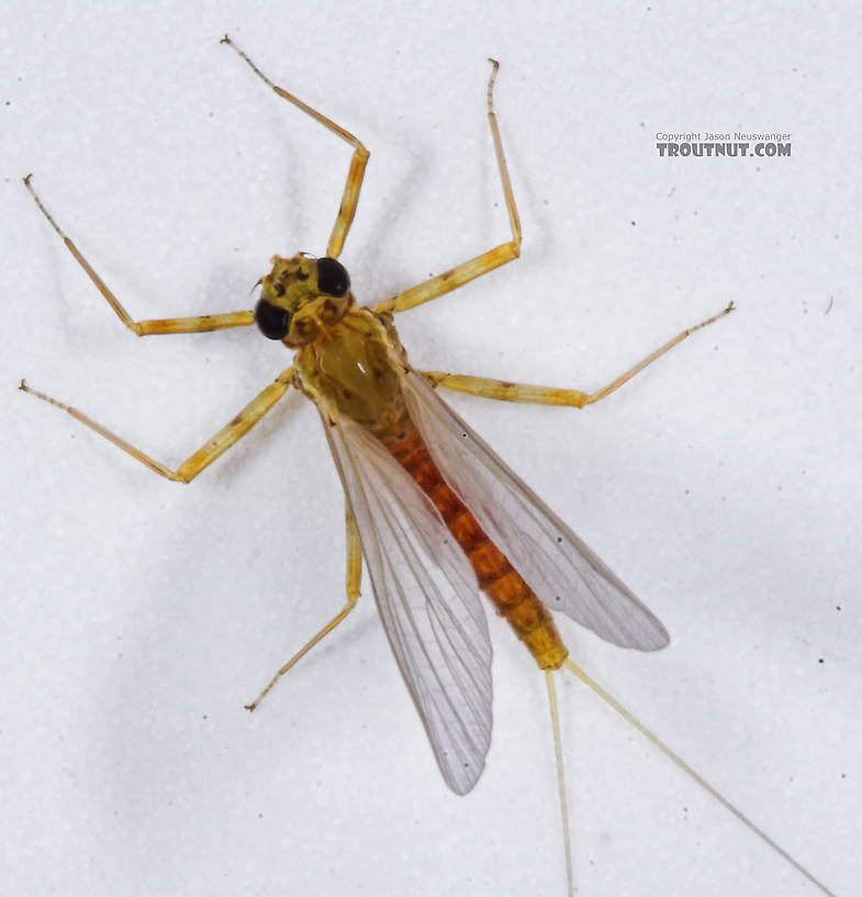 Female Epeorus vitreus (Sulphur) Mayfly Dun from the Namekagon River in Wisconsin