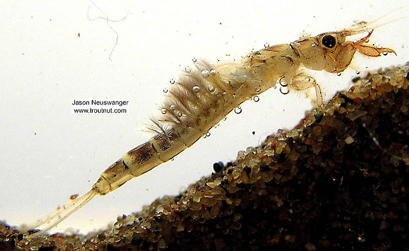 Ephemera simulans (Brown Drake) Mayfly Nymph from the Namekagon River in Wisconsin