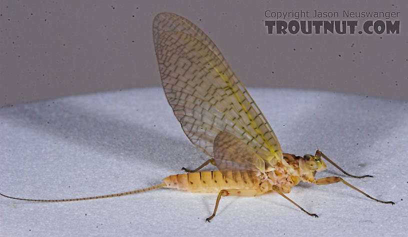 Female Maccaffertium (March Browns and Cahills) Mayfly Dun from the Namekagon River in Wisconsin