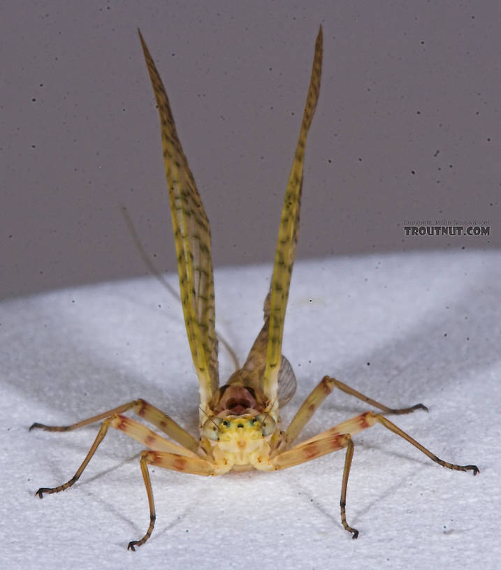 Female Maccaffertium (March Browns and Cahills) Mayfly Dun from the Namekagon River in Wisconsin