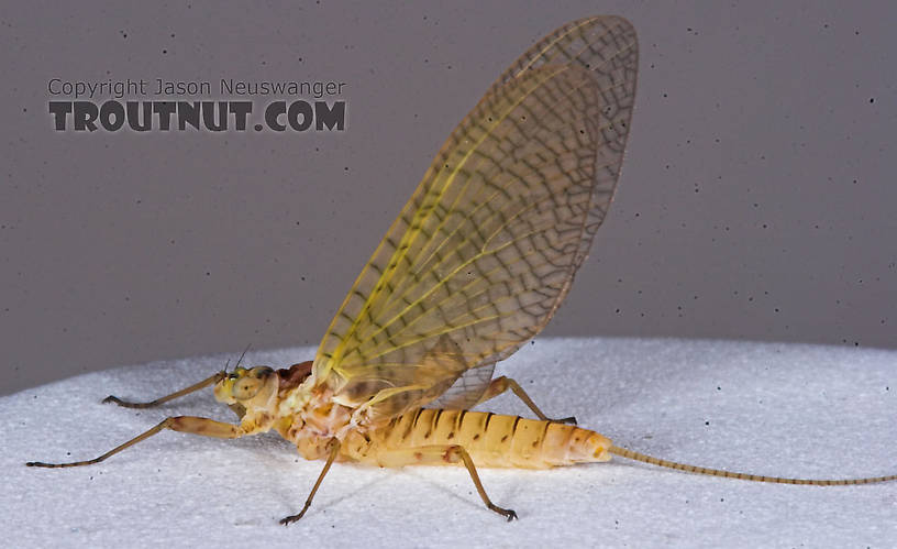 Female Maccaffertium (March Browns and Cahills) Mayfly Dun from the Namekagon River in Wisconsin